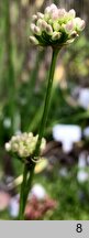 Allium senescens ssp. montanum (czosnek skalny)