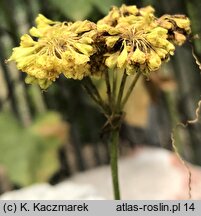 Eriogonum umbellatum (pokoślin baldaszkowaty)