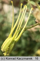 Aquilegia chaplinei