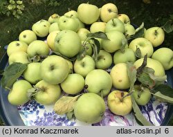 Malus domestica Oliwka Żółta