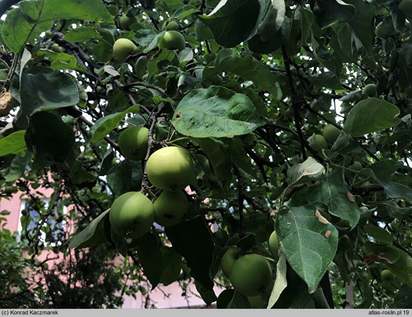 Malus domestica Oliwka Żółta