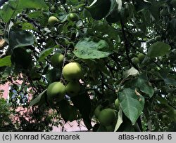 Malus domestica Oliwka Żółta