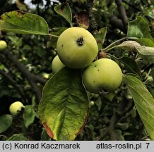 Malus domestica Oliwka Żółta