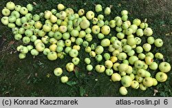 Malus domestica Oliwka Żółta