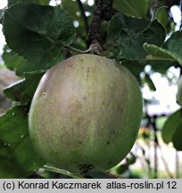 Malus domestica Malinowa Oberlandzka