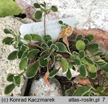 Eriogonum umbellatum (pokoślin baldaszkowaty)