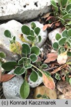 Eriogonum umbellatum (pokoślin baldaszkowaty)