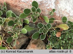 Eriogonum umbellatum (pokoślin baldaszkowaty)