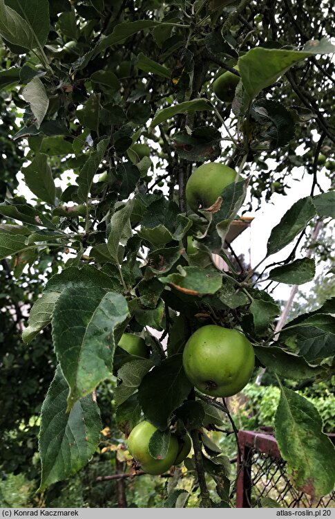 Malus domestica Jonathan