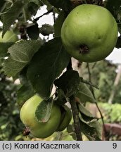 Malus domestica Jonathan