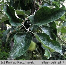 Malus domestica Oliwka Żółta