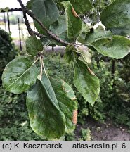 Malus domestica Malinowa Oberlandzka