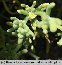 Mesembryanthemum nodiflorum