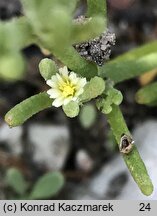 Mesembryanthemum nodiflorum