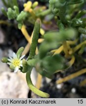 Mesembryanthemum nodiflorum