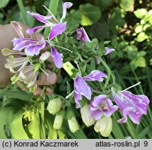 Digitalis purpurea (naparstnica pupurowa)