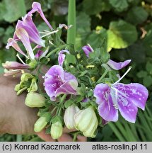 Digitalis purpurea (naparstnica pupurowa)