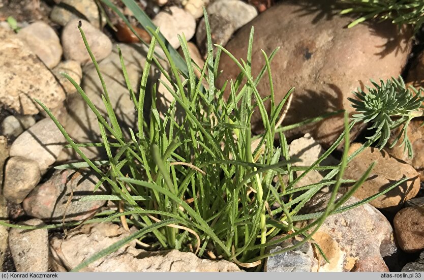 Edraianthus dinaricus (dzwonczyn dynarski)