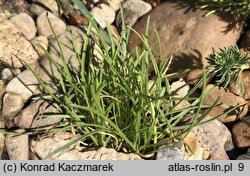 Edraianthus dinaricus (dzwonczyn dynarski)