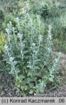 Althaea officinalis (prawoślaz lekarski)