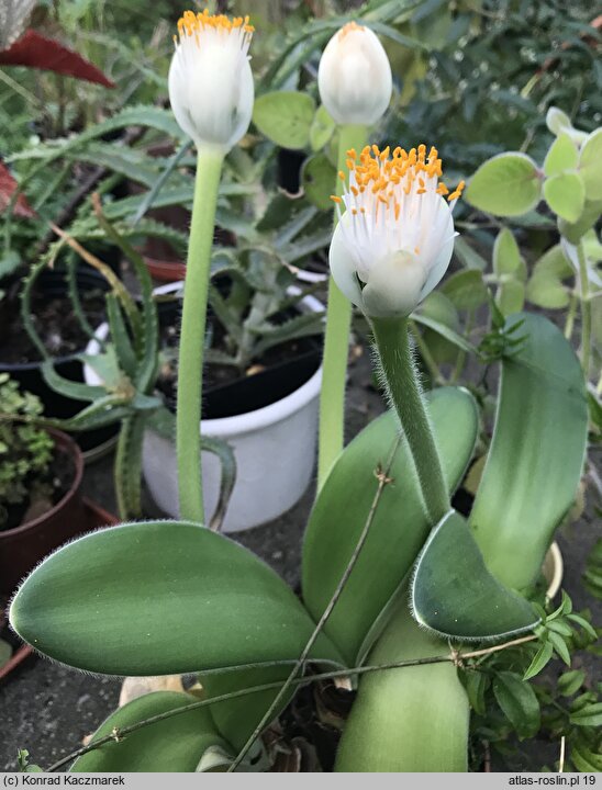 Haemanthus albiflos (krasnokwiat białokwiatowy)