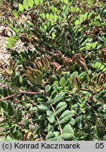 Astragalus glycyphyllos (traganek szerokolistny)