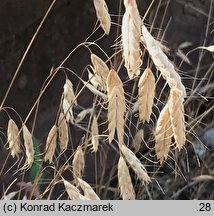 Bromus squarrosus (stokłosa łuskowata)