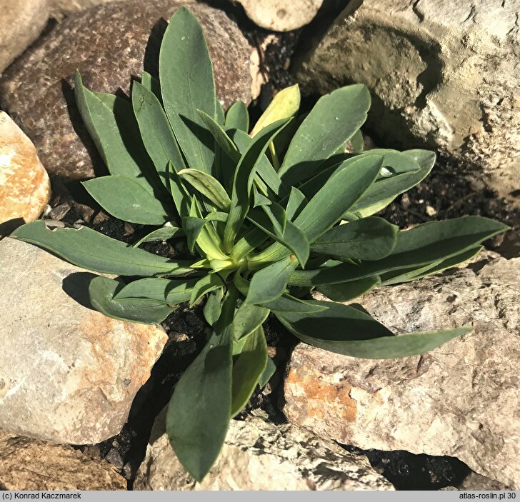 Linum capitatum