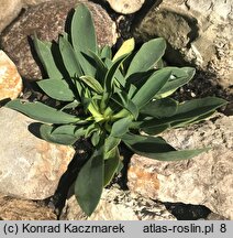 Linum capitatum