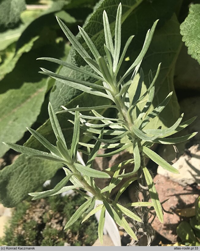 Onosma polyphylla