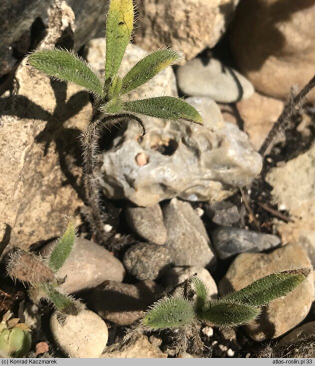 Onosma frutescens (rumianica krzewiasta)