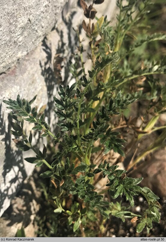 Acaena poeppigiana