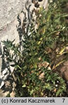 Acaena poeppigiana