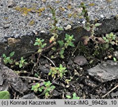 Dysphania pumilio (komosa australijska)