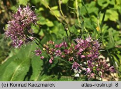 Allium kermesinum