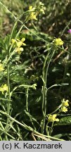 Hirschfeldia incana (hirszfeldia szara)