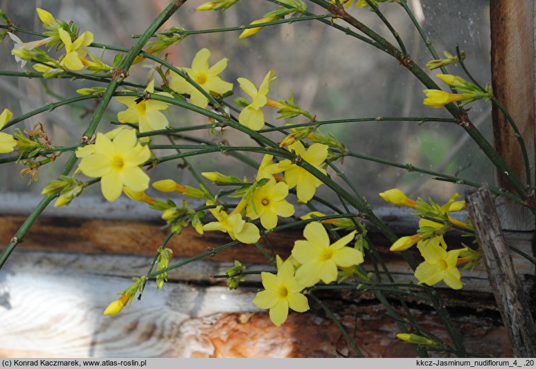 Jasminum nudiflorum (jaśmin nagokwiatowy)