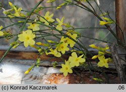 Jasminum nudiflorum (jaśmin nagokwiatowy)