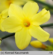 Jasminum nudiflorum (jaśmin nagokwiatowy)