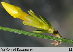 Jasminum nudiflorum (jaśmin nagokwiatowy)