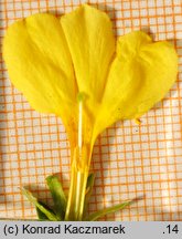 Jasminum nudiflorum (jaśmin nagokwiatowy)