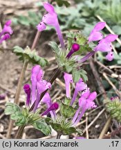 Lamium amplexicaule (jasnota różowa)