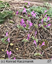 Lamium amplexicaule (jasnota różowa)