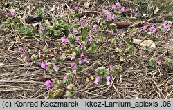 Lamium amplexicaule (jasnota różowa)