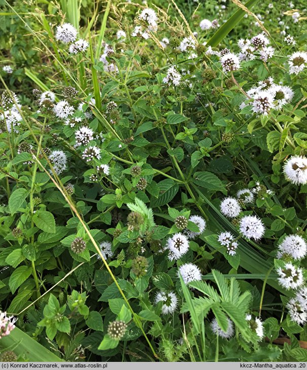 Mentha aquatica (mięta nadwodna)