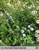 Mentha aquatica (mięta nadwodna)