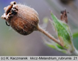 Melandrium rubrum (bniec czerwony)