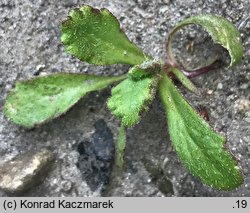 Papaver somniferum (mak lekarski)