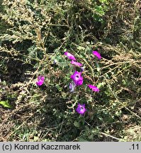 Petunia ×atkinsiana (petunia ogrodowa)