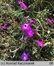 Petunia ×atkinsiana (petunia ogrodowa)